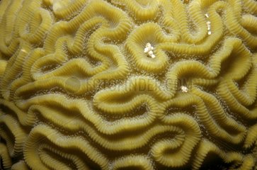 Close up of a Grooved Brain Coral