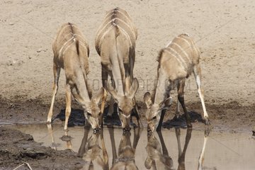 Trio of young Kudu drinking at the water point Etosha