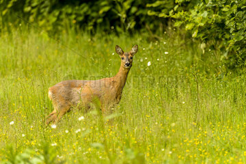 Roe deer (Capreolus capreolus) in a meadow in spring  Nointel  Picardie  France