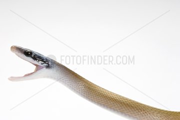 Cave Dwelling Rat snake with opened mouth