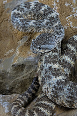 Speckled rattlesnake (Crotalus pyrrhus)  Mexico/USA