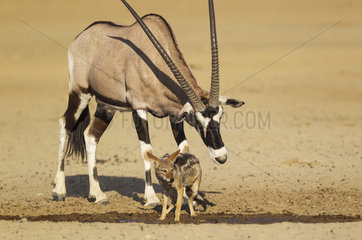 Gemsbok (Oryx gazella) and Black-backed Jackal (Canis mesomelas). The male oryx tries to chase away the jackal from the waterhole. Kalahari Desert  Kgalagadi Transfrontier Park  South Africa.