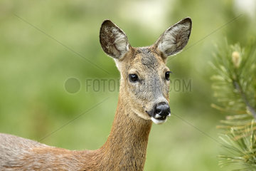 Portrait of Roe deer (Capreolus capreolus) in spring  Mercantour National Park  Alps  France