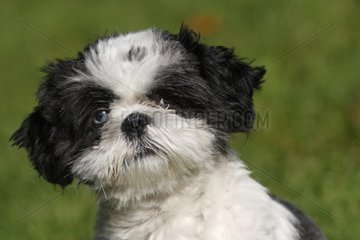 Portrait of a ShihTzu puppy eyes minnows France