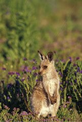Portrait of young Eastern Grey Kangaroo Warrumbungle NP