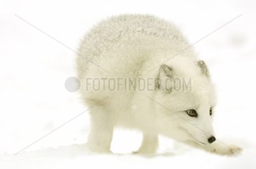 Arctic fox tracking a scent in the snow