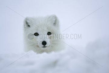 Portrait of Arctic Fox cub in snow-covered tundra Iceland