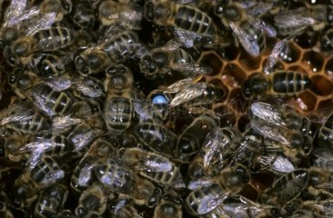 Honigbienenarbeiter und Königin auf Thorax Bretagne markiert