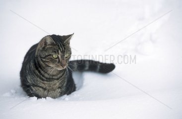 Chat de gouttière assis dans la neige