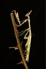 Mantis Religiosa resting on a thorny stem Sieuras