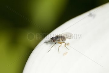 Stable Fly resting