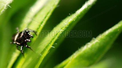 Spinnen beobachtet seine Beute auf dem Rasen in Mayenne