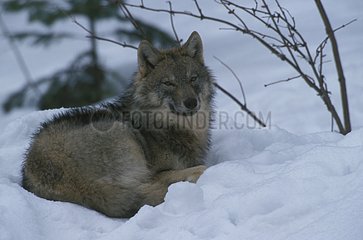 Loup d'Europe couché dans la neige Europe