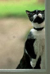 Schwarz -weiße Katze  die hinter einem Fenster stehen