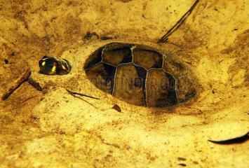 Süßwasserschildkröte im Sand eines Flusses Colombi getarnt