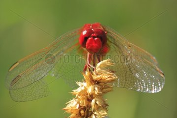 Portrait of a male Red Darter Vaucluse France