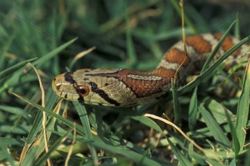 Adult grass snake leopard crawling on grass in Greece