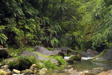 Fluss im Regenwald Tenorio Vulkan NP Costa Rica
