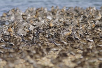 Red knots and Dunlins roosting on gravel pit England