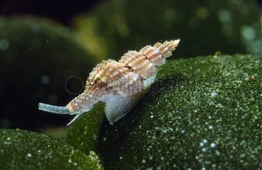 Marine gastropod Raphitoma Alghero Sardinia