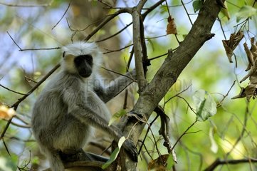 Hanuman langur in Corbett NP India