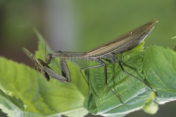 Wart-biter cricket hunting a brown grasshopper 4/4