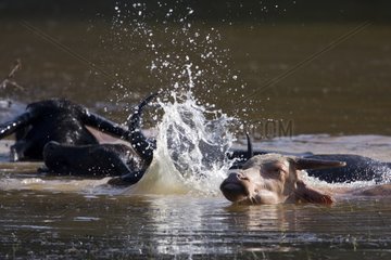 Buffaloes bathing Nam Lik Vientiane (Province) Laos
