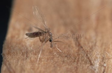 Phlebotomus female posed on a piece of wood Spain