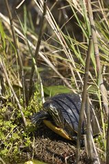 Florida Chicken Turtle walking on a bank Everglades NP