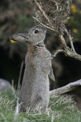 Rabbit on its posterior legs Royaume-Uni