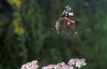 Red Admiral in flight Auvergne France