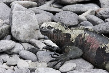 Marine Iguan  die auf den Felsen Galapagos schläft