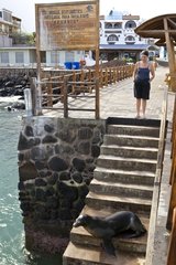 Sea lion on a stairway in the San CristobaI island