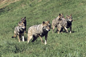 Pack of wolves of Europe running in a meadow Poland