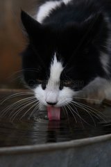 MÃ¤nnliche Katze trinkt in einem Becken Frankreich