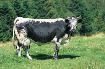 Vache Vosgienne au pré Vosges France
