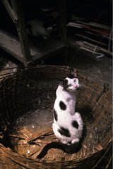 Cat sitting in a big basket India