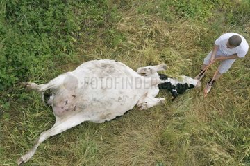 Quadratmeter und Prim 'Holstein Cow schlugen Frankreich nieder