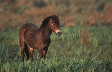 Exmoor Pony Texel Island Netherland