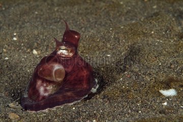 Mimic Octopus emerging from its burrow Indonesia