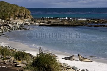Elephant seals on a beach in Falkland Islands