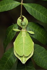 Blattinsekten Erwachsener unter einer Neukaledonie für Blatt