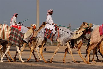 Vereinigte Arabische Emirate Training Dromedaries