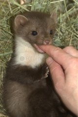 Stone Marten with the finger of a person in the mouth