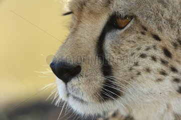 Portrait of Cheetah Masaï Mara Kenya