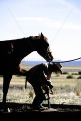 Cow-boy shoeing a horse Quarter horse Oregon the USA