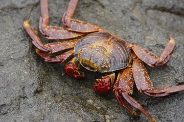 Crab on rock Coast south Peru