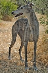 Greyhound Galgo weibliche Provence Frankreich August [at]