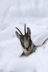 Portrait of a Chamois in the snow Gran Paradiso NP Italy
