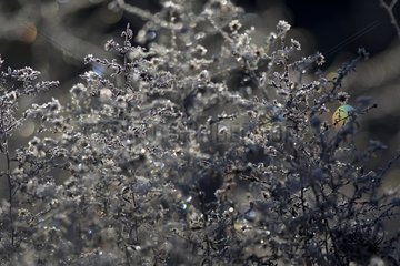 Solar spectrum in frost in winter drops - France